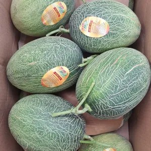 melon intanon orange