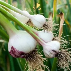 Daun bawang son 100g