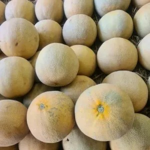 melon madu