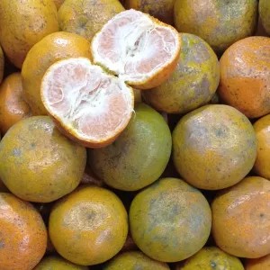 JERUK MEDAN SUPER MANIS 1kg