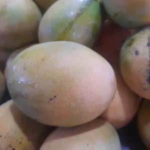 Mangga Gincu/ mangga Gedong
