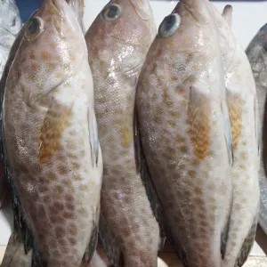 KERAPU MACAN FRESH NON PORMALIN