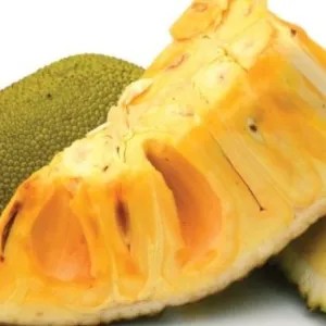 NANGKA MATANG