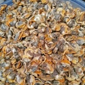 kerang dara kupas segar