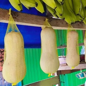 Labu Kacang/Labu Madu