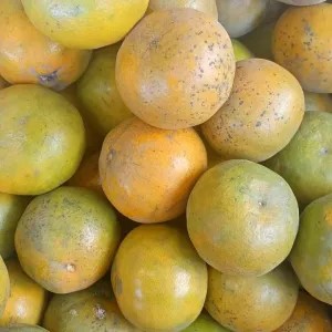 Jeruk Lumajang/madu 1kg