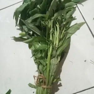 kangkung 1ikat