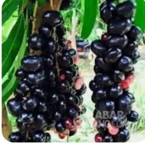 buah juwet 1kg