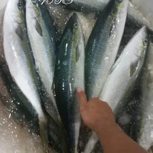 ikan Salem salmon lokal per kg