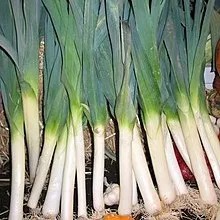 paket hemat daun prai 100g