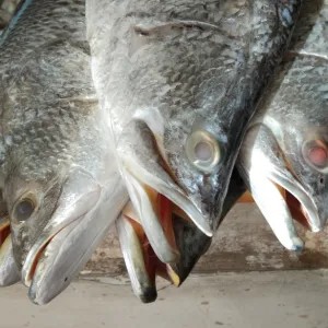 Kakap Cukil / Baramundi