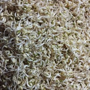 toge pendek kacang ijo 250g