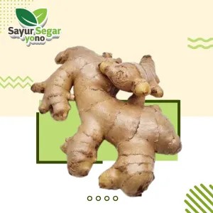 Jahe 1Kg