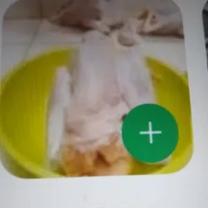 ayam kampung 1 ekor
