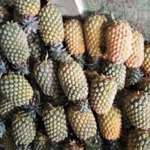 Nanas Madu Blitar