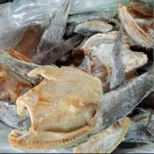gabus asi kering