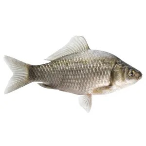 Kakap Putih Fresh 1kg