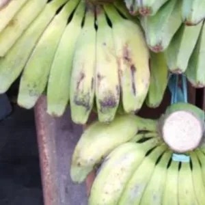pisang kepok putih