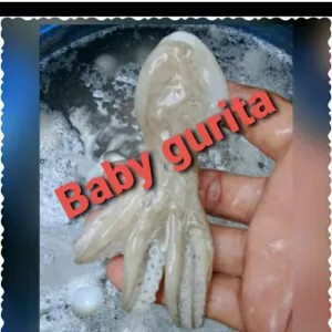 Frozen baby gurita/Frozen Seafood/Frozen Food 1kg