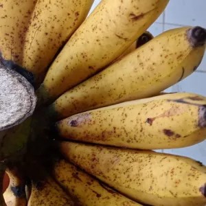 pisang raja ceree /susu