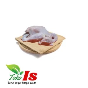 Ayam Jago Hidup Kecil Potong Instan