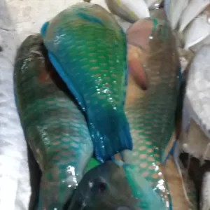 IKAN DORI KAKATUA 500g