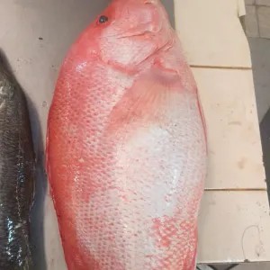 kakap merah 1000g