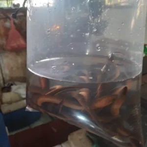 BELUT LOMBA 17 AGUSTUSAN