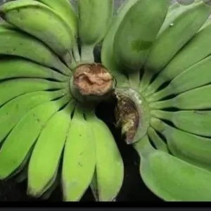 PISANG KEPOK MENTAH PERSISIR