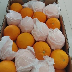Sunkist Valencia manis segar