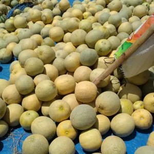 Melon Madu
