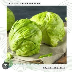 selada lettuce 1kg