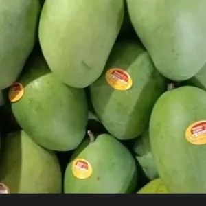 mangga gadung 1kg