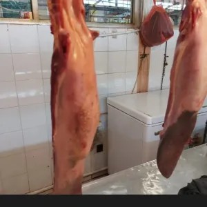 Lidah sapi