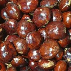 jengkol tua super 1kg