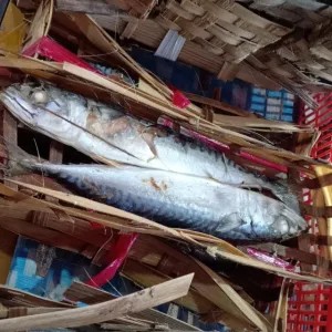 Ikan pindang salem per keranjang