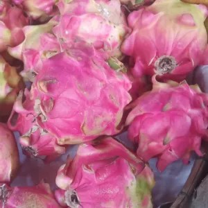 Buah Naga 1kg