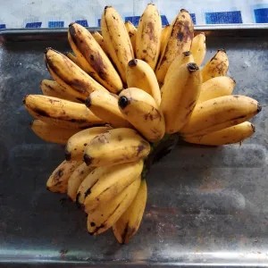 pisang mas