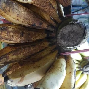 Pisang Raja Sereh