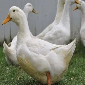 BEBEK PEKING 1 EKOR BONUS BUMBU RICA