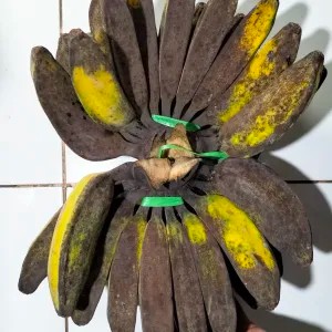 Pisang Kepok Merah Lumajang