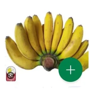 pisang raja nangka matang