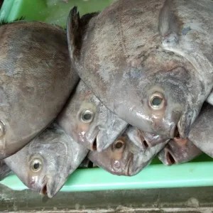 Dorang Hitam