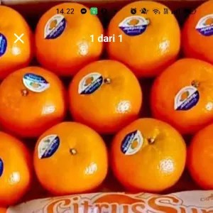 jeruk Mandarin 1kg