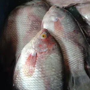 ikan gurami segar 1kg