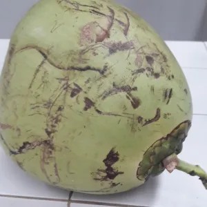 KELAPA MUDA SERUT