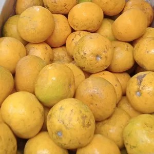 Jeruk medan super 1kg