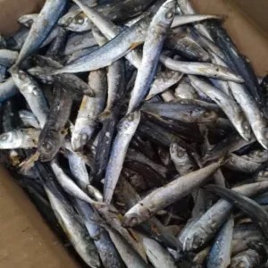 IKAN ASIN LAYANG 50g