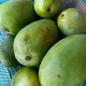 Mangga Gadung