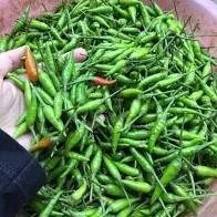 Cabe rawit ijo 1kg